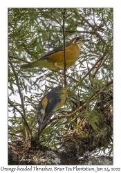 Orange-headed Thrushes