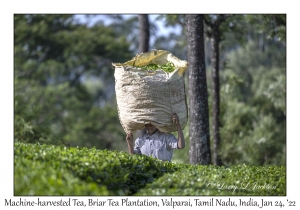 Mechanical Harvested Tea