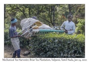 Mechanical Tea Harvester