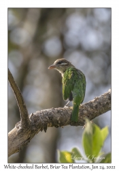 White-cheeked Barbet