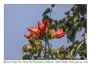 African Tulip Tree