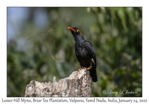 Lesser Hill Myna