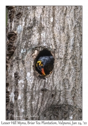 Lesser Hill Myna