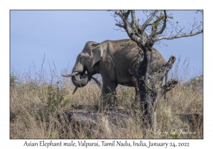 Asian Elephant