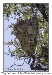 Wasp Nest