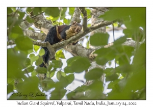 Indian Giant Squirrel