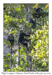 Nilgiri Langurs