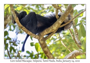 Lion-tailed Macaque