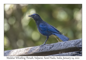 Malabar Whistling Thrush