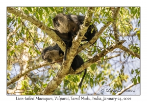 Lion-tailed Macaques