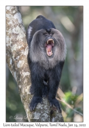 Lion-tailed Macaque