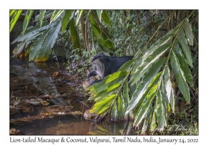 Lion-tailed Macaque