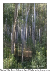 Vertical Blur Trees