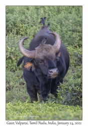 Gaur