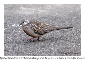 Spotted Dove