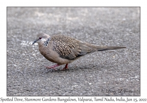 Spotted Dove