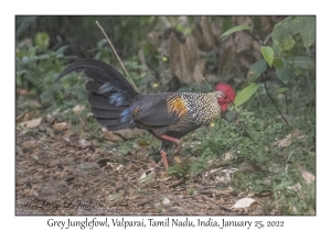 Grey Junglefowl