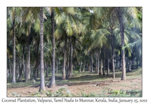 Coconut Plantation