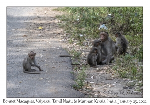 Bonnet Macaques