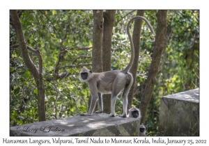 Hanuman Langurs