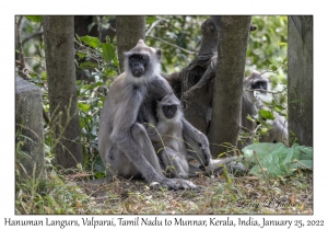 Hanuman Langurs