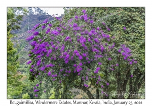 Bougainvillea