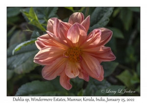 Dahlia species