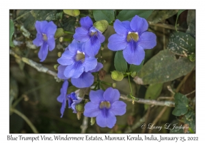 Blue Trumpet Vine