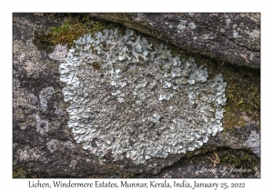 Lichen