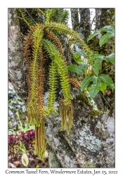 Common Tassel Fern