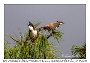 Red-whiskered Bulbuls