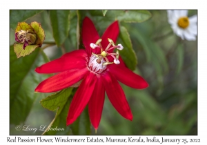 Red Passion Flower