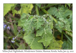 Yellow-fruit Nightshade