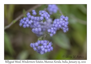 Billygoat Weed