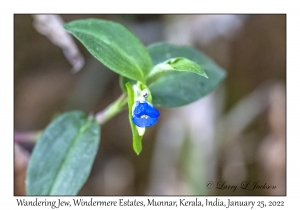 Wandering Jew