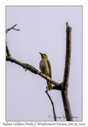 Indian Golden Oriole