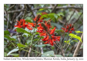 Indian Coral Tree