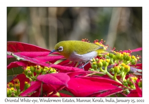 Oriental White-eye