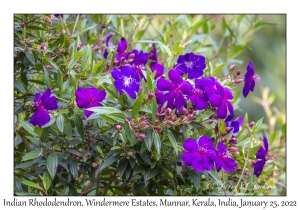 Indian Rhododendron