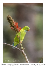 Vernal Hanging Parrot