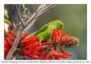 Vernal Hanging Parrot