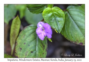 Impatiens species