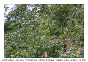 West Indian Lantana