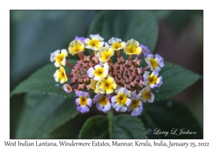 West Indian Lantana