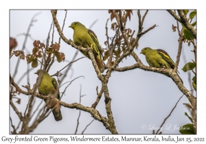 Grey-fronted Green Pigeons