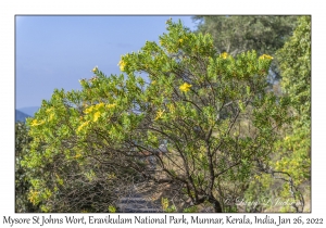 Mysore St Johns Wort