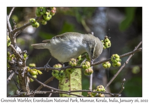 Greenish Warbler