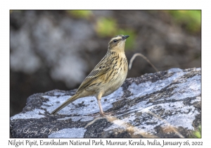 Nilgiri Pipit