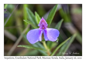 Impatiens pallidiflora