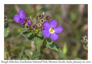 Rough Osbeckia